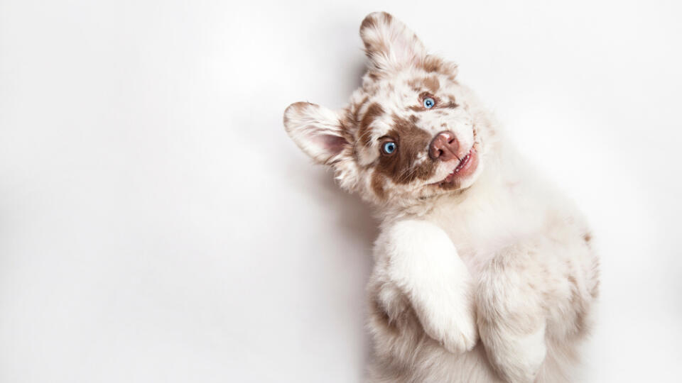 Funny,Studio,Portrait,Of,The,Smilling,Puppy,Dog,Australian,Shepherd