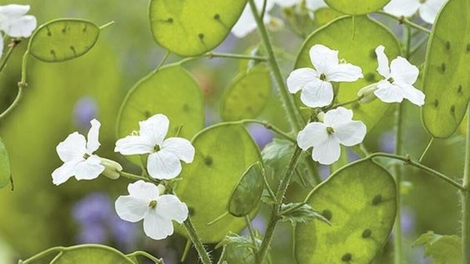 Mesačnica ročná (Lunaria annua)