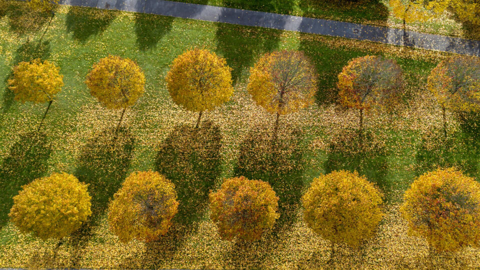KK25 Frankfurt am Main - Pictured is a park with trees in autumn colors in Frankfurt, Germany, November 3, 2023. PHOTO TASR/AP Colorful trees and their shades are pictured in a park in Frankfurt, Germany, Friday, Nov.  3, 2023. (AP Photo/Michael Probst)