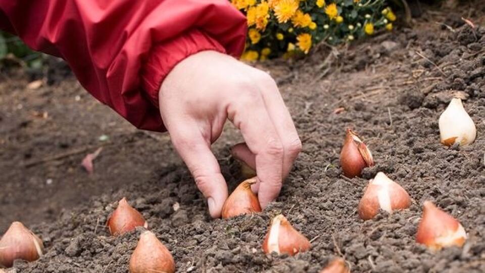 Na jeseň zasadené cibule nemusia vždy na jar vyhnať.