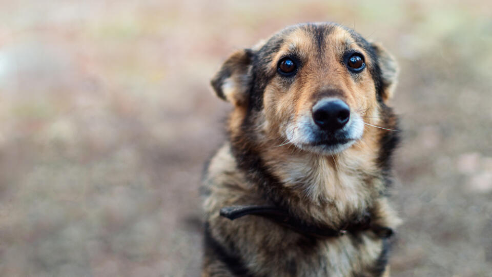 Homeless,Abandoned,Stray,Dog,??with,Very,Sad,Smart,Eyes