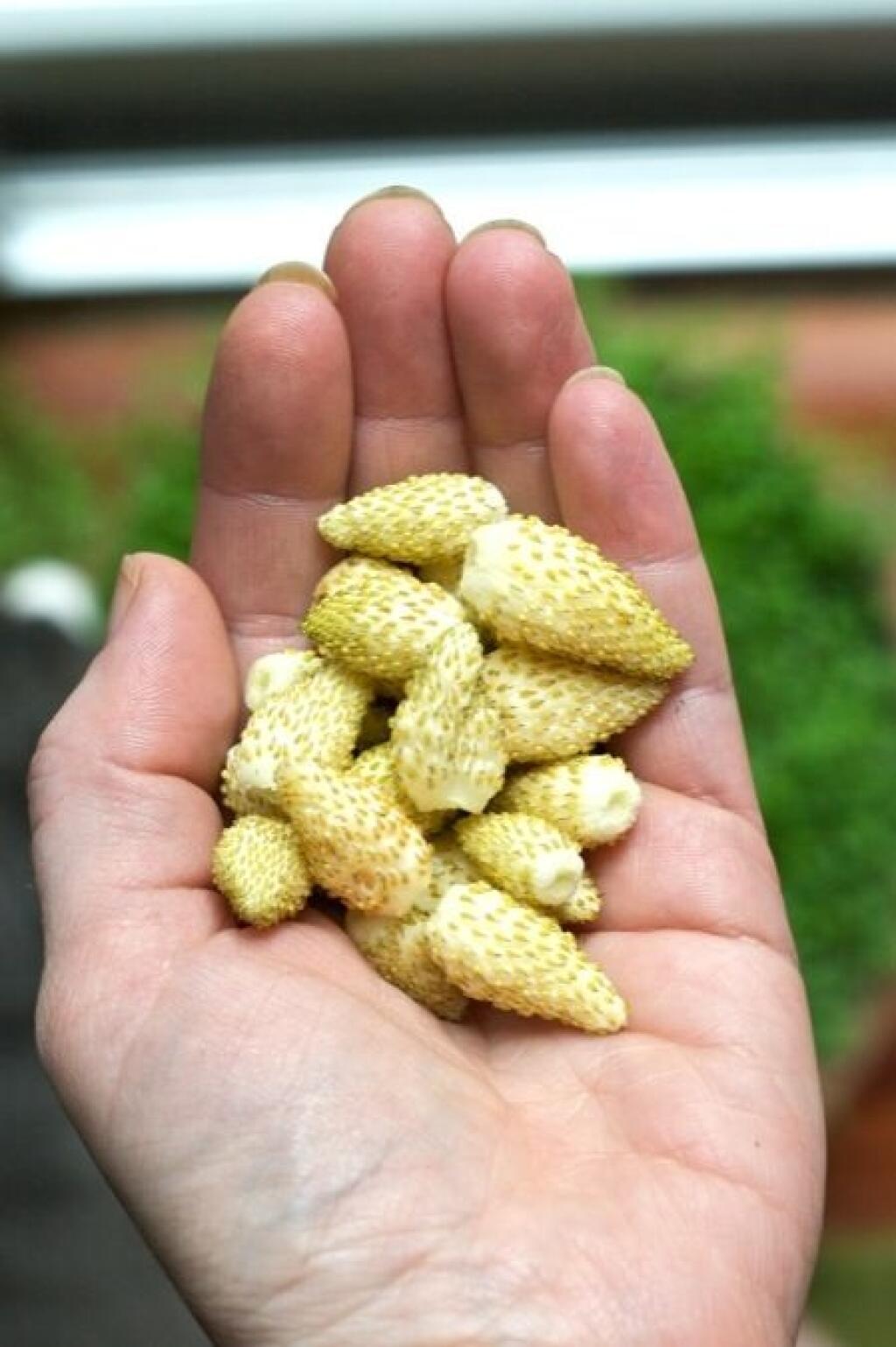 Okrem vitamínu C obsahujú i celú škálu vitamínov B, ktoré posilňujú imunitu.