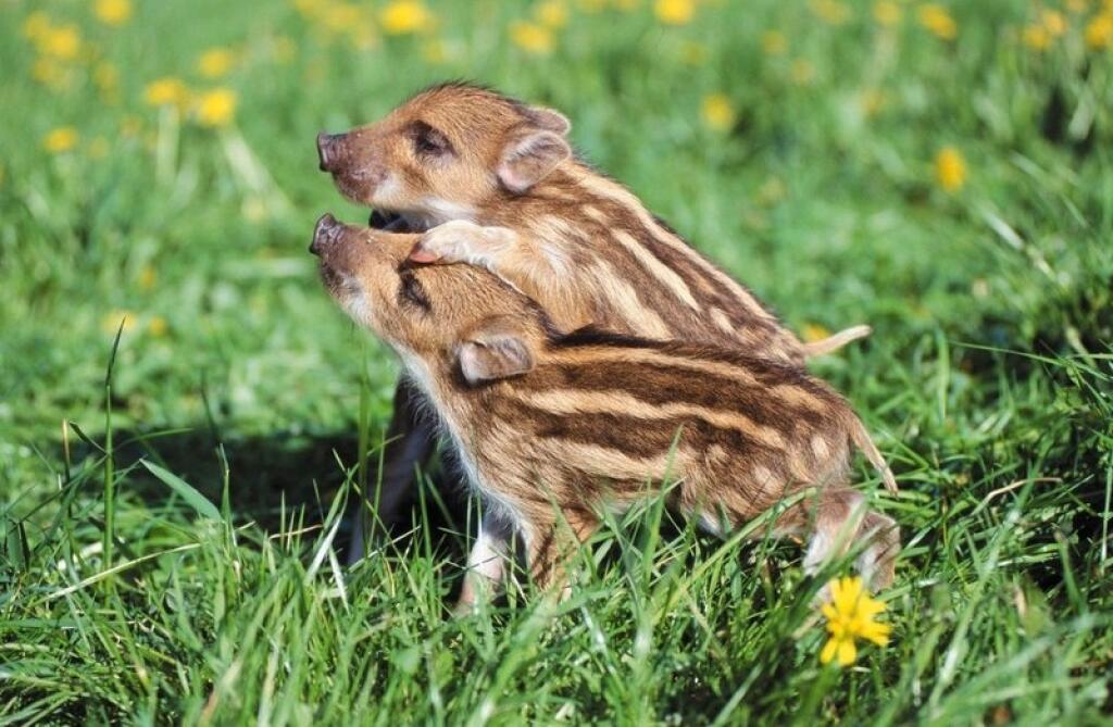 Ilustračné foto