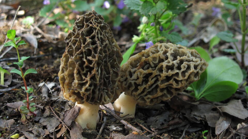 Smrčok obyčajný (Morchella vulgaris)