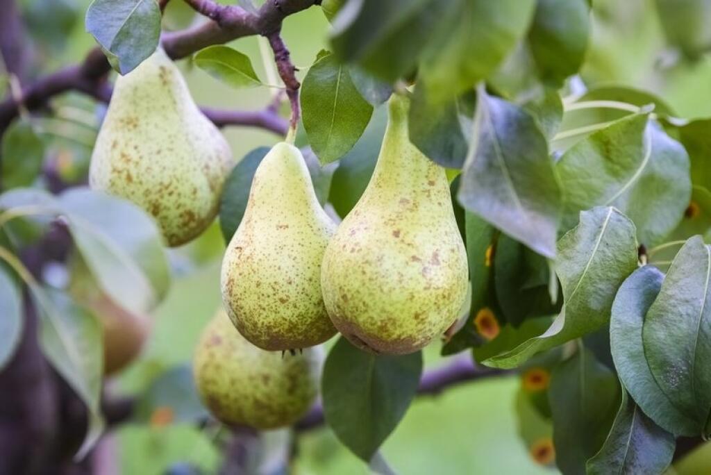 Plody hrušky vytvorené po správnom opelení kvetu. Partenokarpické plody by mali pretiahnutý tvar bez jadrovníka so semenami.