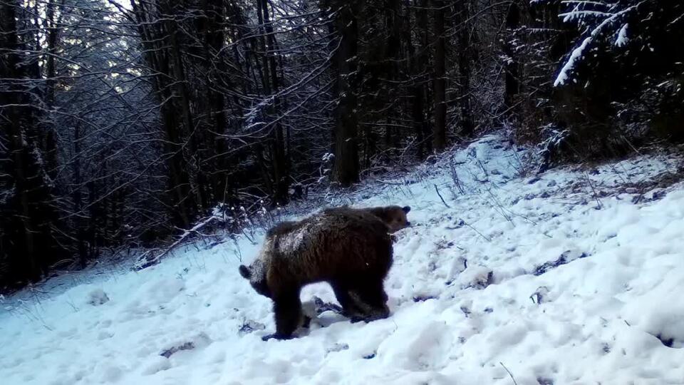 VIDEO Správa TANAP upozorňuje na aktívne medvede aj v zime