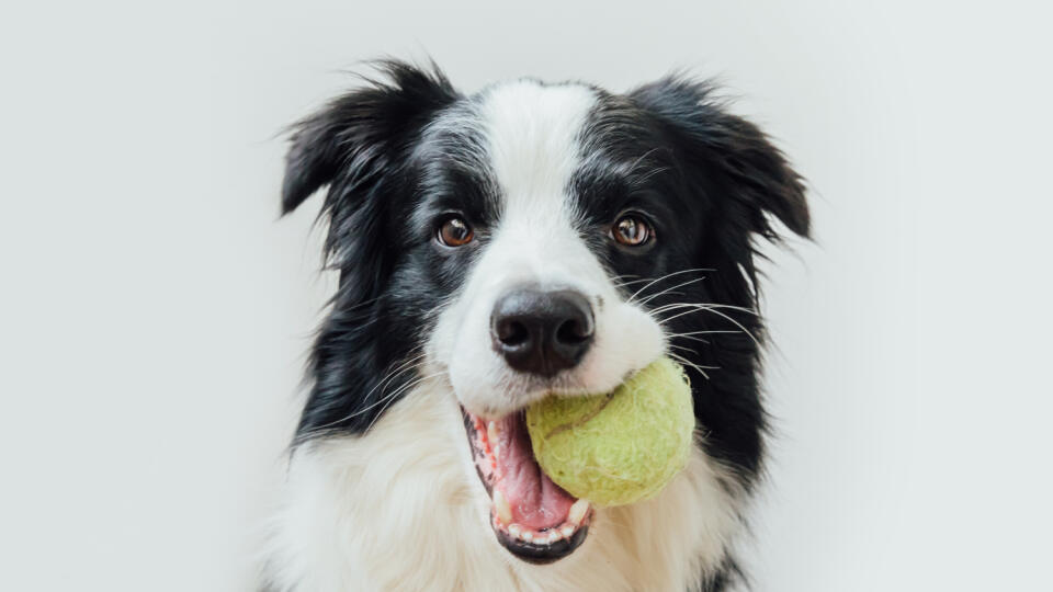 Funny,Portrait,Of,Cute,Puppy,Dog,Border,Collie,Holding,Toy