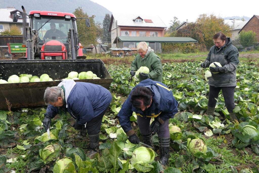 Na snímke zber kapusty v lokalite Brodno pri Žiline 14. októbra 2022. FOTO TASR - Erika Ďurčová