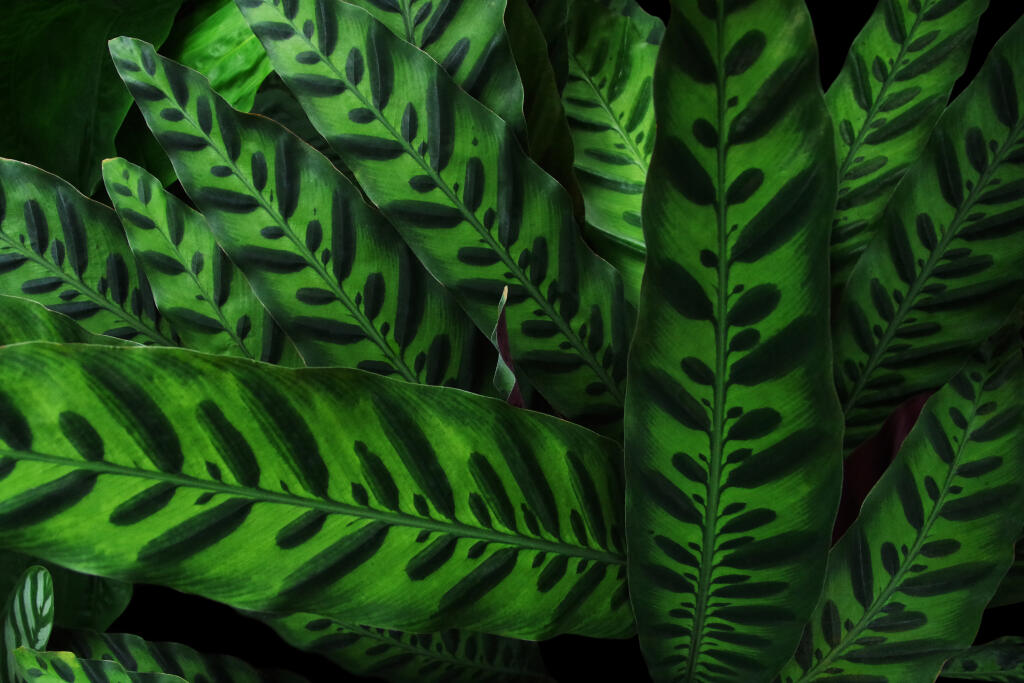 Nature,Plant,Texture,,Tropical,Foliage,Rattlesnake,Plant,(calathea,Lancifolia),Leaves
