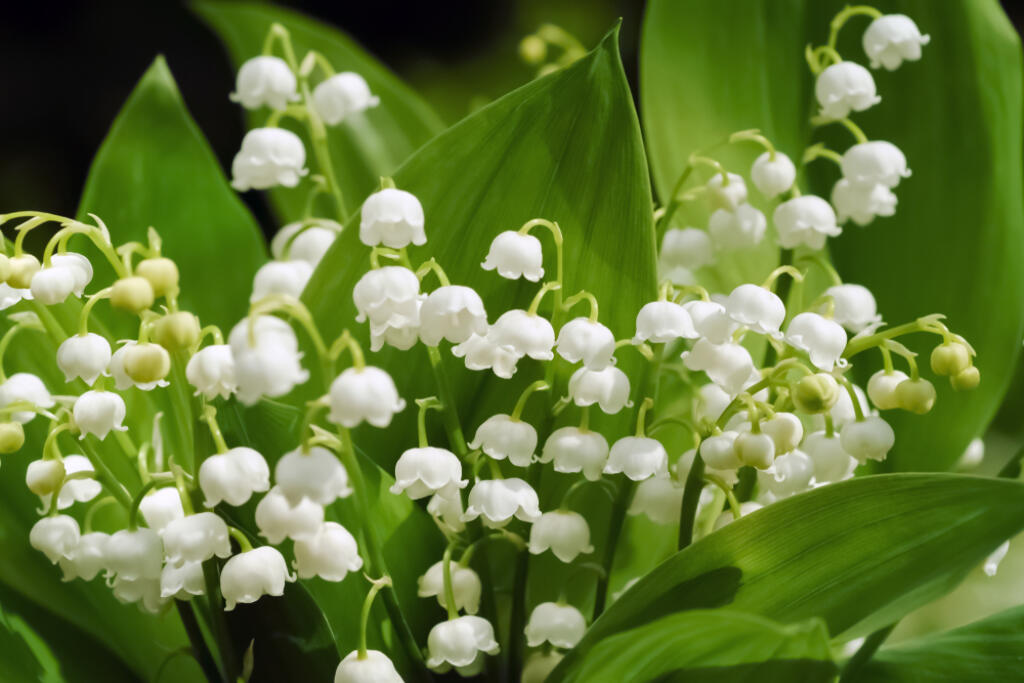Lily,Of,The,Valley,Flowers,(convallaria,Majalis),With,Tiny,White