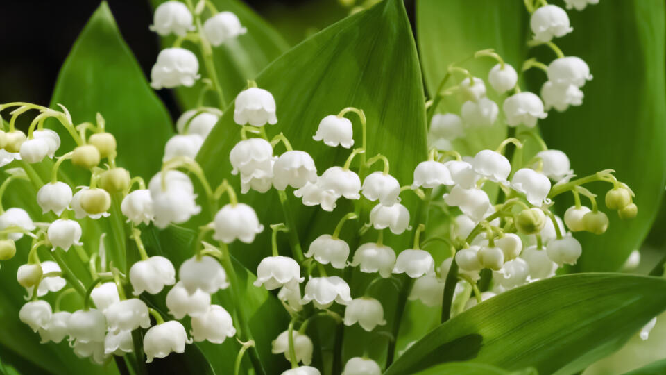 Lily,Of,The,Valley,Flowers,(convallaria,Majalis),With,Tiny,White