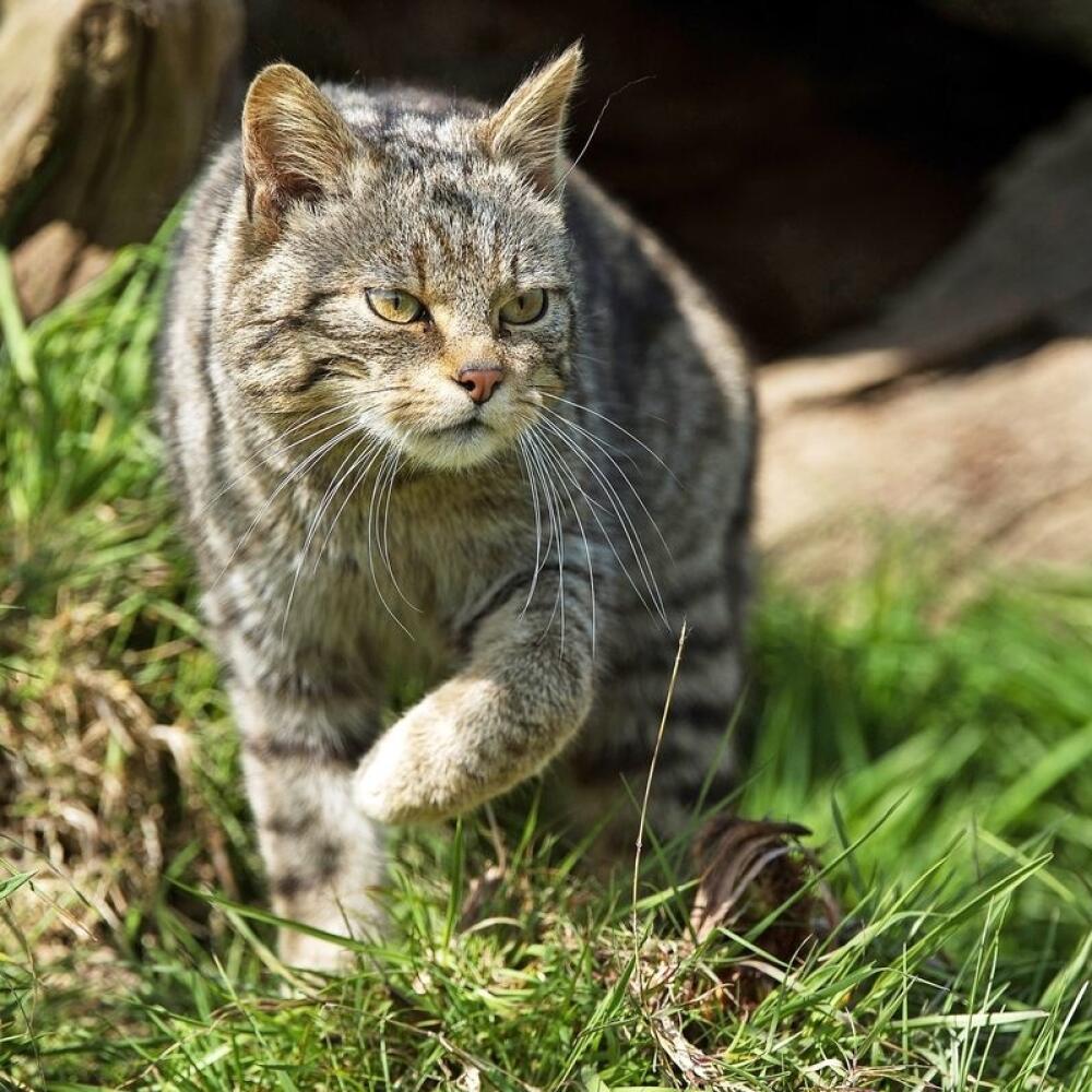 Mačka divá európska môže dosiahnuť hmotnosť až 9 kg.