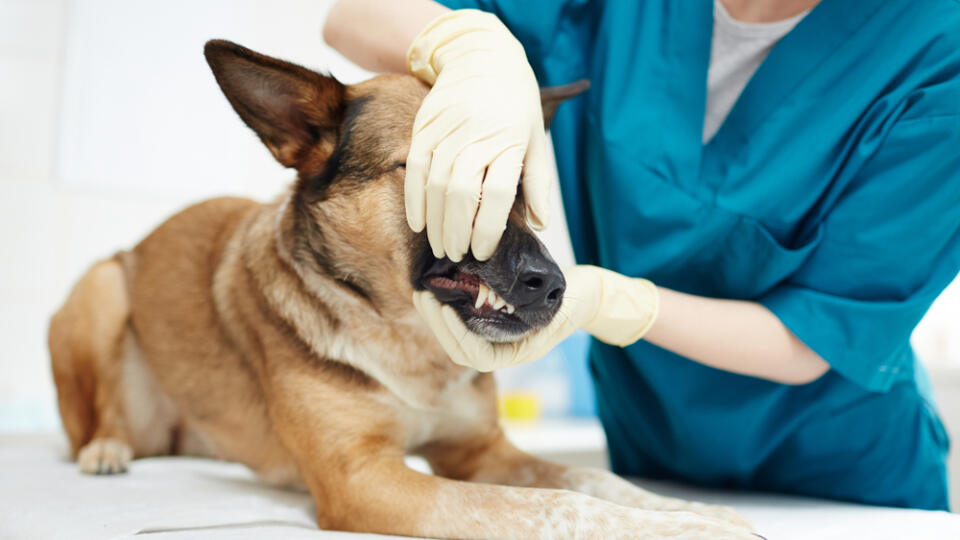 Gloved,Veterinarian,Trying,To,Open,Jaws,Of,German,Shepherd,To