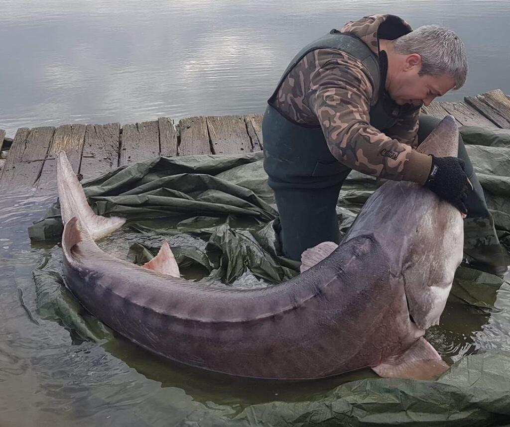 ím rybárov zachránil 30-ročnú vyzu veľkú, ktorá vykazovala jasné známky slabosti.