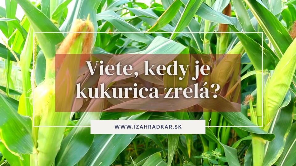 Kedy je kukurica vhodná na zber?