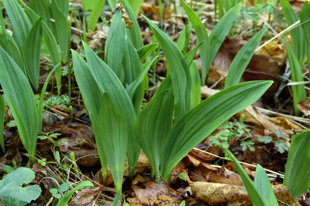 Medvedí cesnak.