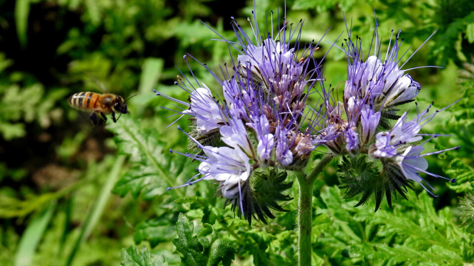 Facélia vratičolistá (Phacelia tanacetifolia)