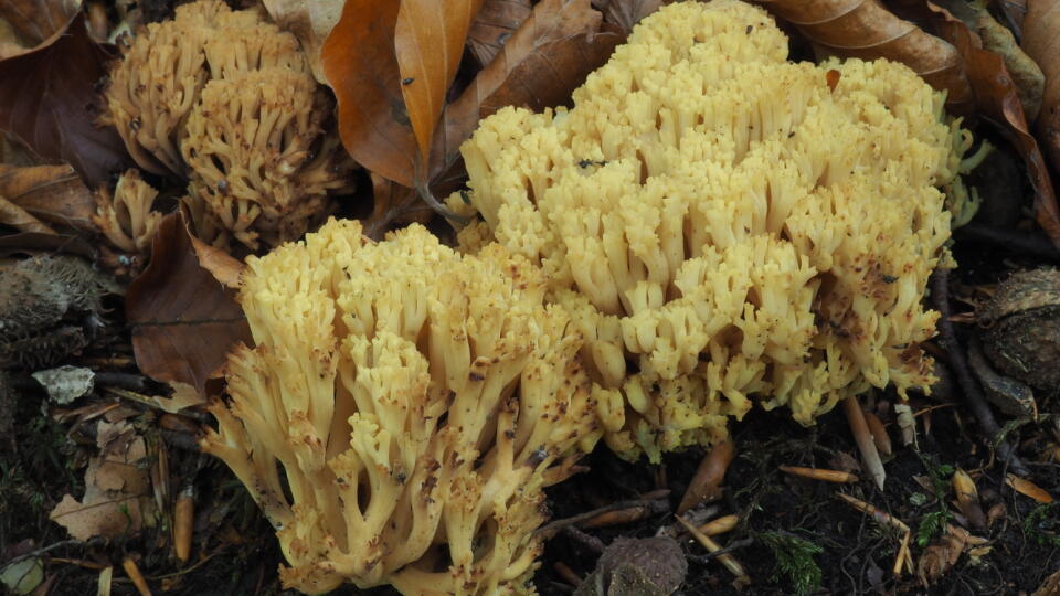 strapačka červenejúca - Ramaria sanguinea
