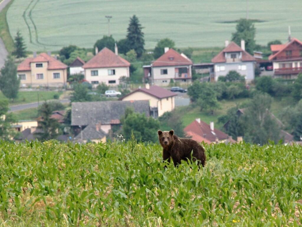 Za častejším stretom medveďa s človekom podľa ochranárov stojí úbytok lesov.