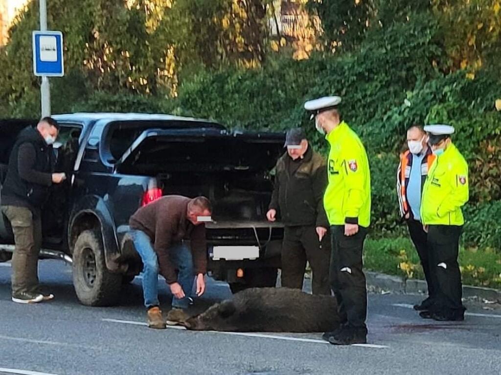 Likvidovanie uhynutej zveri po strete s vozidlom, za asistencie polície SR, tentokrát bol obeťou diviak.