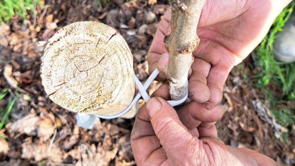 Pri viazaní stromu k opornému kolu nechajte kmienku dostatok priestoru, aby ho viazací materiál "neuškrtil".