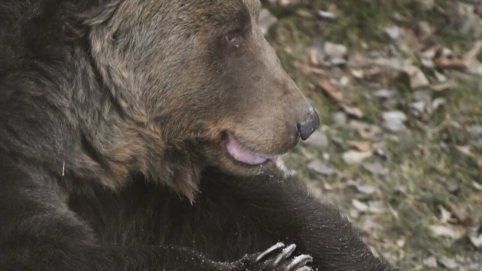 Na snímke medveď hnedý Žabo testuje odpadkové koše odolné voči medveďom v košickej zoo 25. januára 2022. Koše boli umiestnené vo  výbehu pre medveďa hnedého s potravou vo vnútri. V priebehu asi hodiny sa medveďovi nepodarilo koše otvoriť. FOTO TASR – František Iván