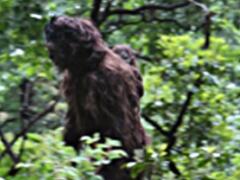 Nové FOTO Bigfoota vyvolali ošiaľ: Bájny chlpáč niesol na chrbte aj svoje mláďa