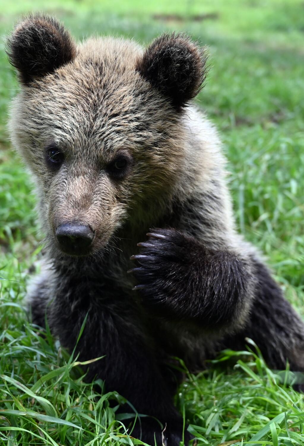Na snímke jedno z dvoch polročných mláďat medveďa hnedého, ktoré predstavila ZOO Košice 22. júla 2020 v Košiciach. FOTO TASR - Roman Hanc