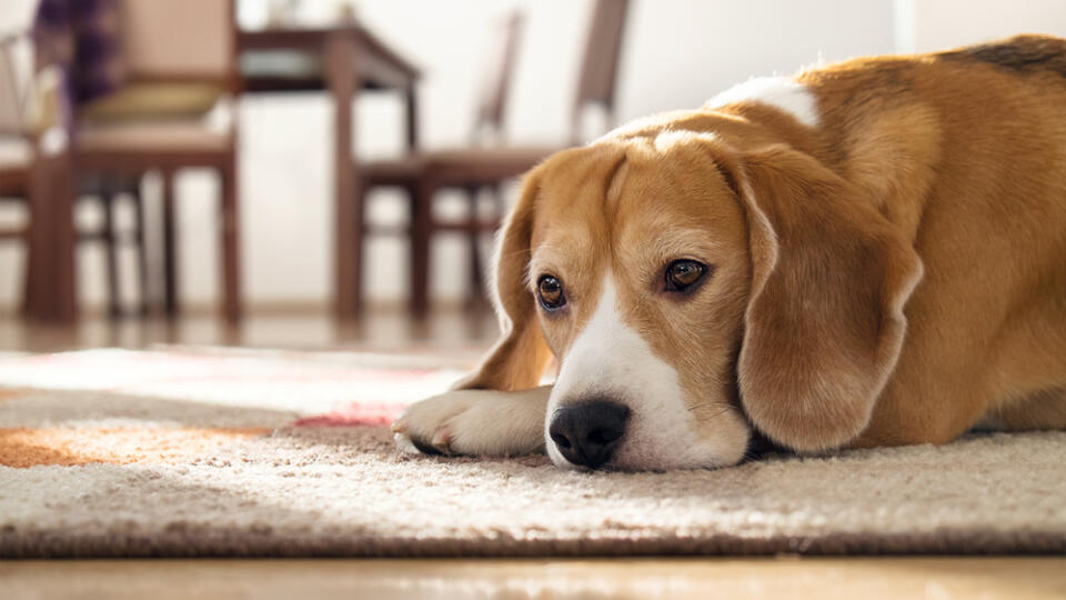 Beagle,Dog,Lying,On,Carpet,In,Cozy,Home