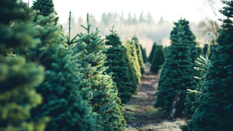 Trees,In,Rows,At,A,Christmas,Tree,Farm