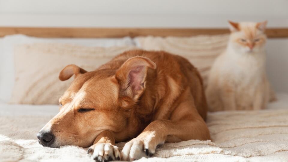 Red,Mixed,Breed,Dog,And,Pale,Cat,Together,On,Bed