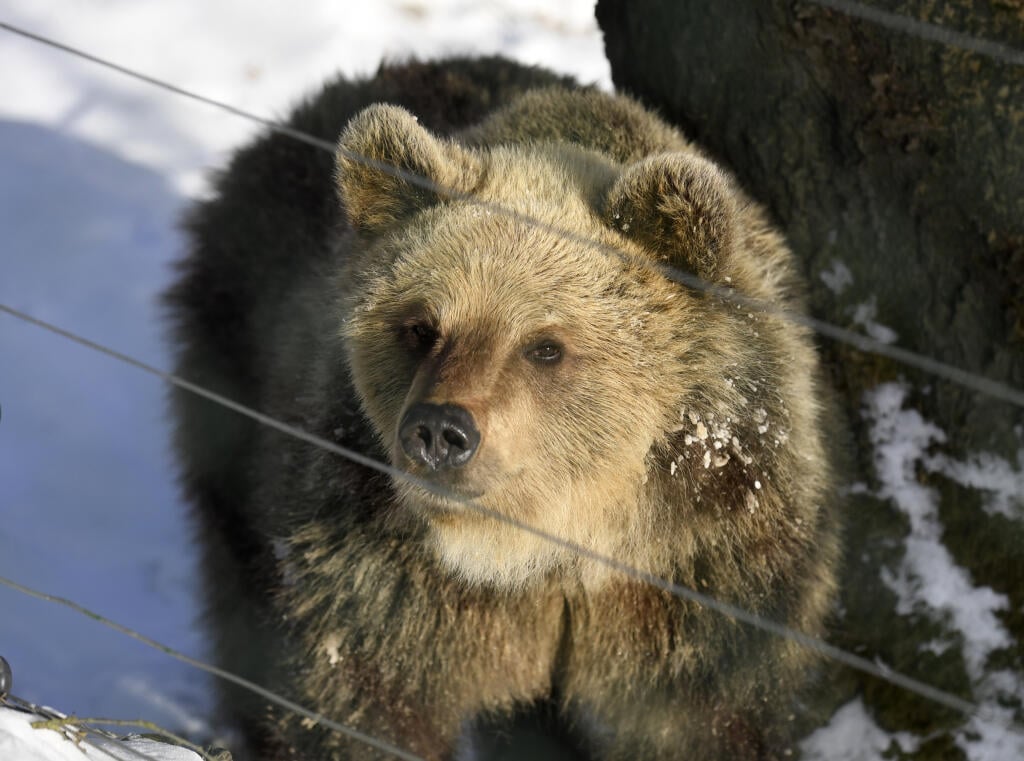 Na snímke medveď hnedý v košickej zoologickej záhrade 18. januára 2022. FOTO TASR - František Iván