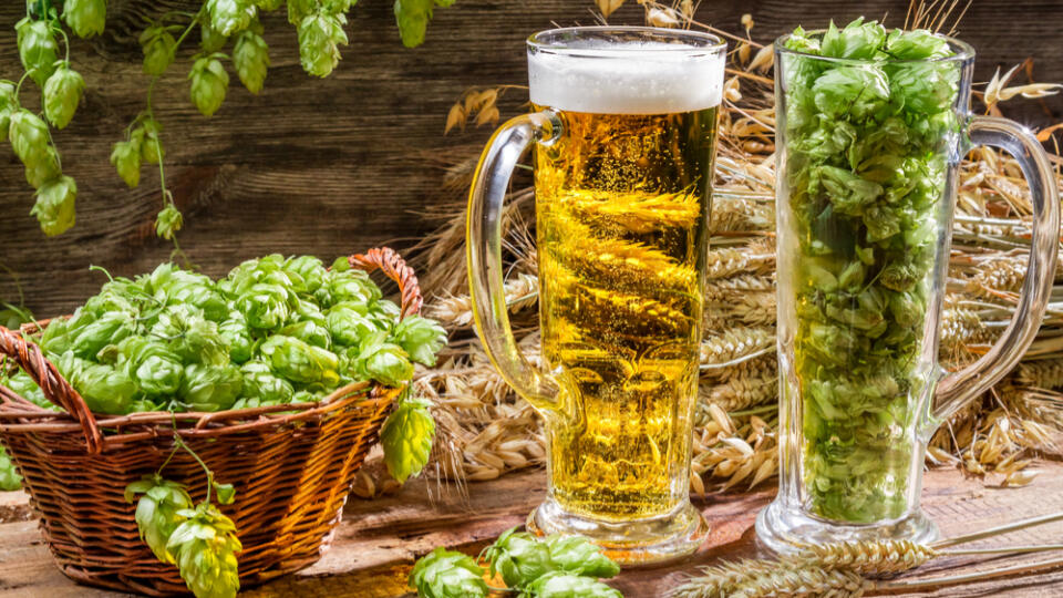 Obličkové kamene dokážu pekne potrápiť. Aj tu funguje pivo ako skvelá prevencia. Znižuje totiž riziko tvorby obličkových kameňov až o 40 %. O príčine lekári stále polemizujú. Jednou z možností je chmeľ, ktorý spomaľuje uvoľňovanie vápnika z kostí, čo je jednou z hlavných príčin bolestivého ochorenia.
