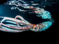 Zaplával si s netvorom: Potápač zvečnil živú krakaticu