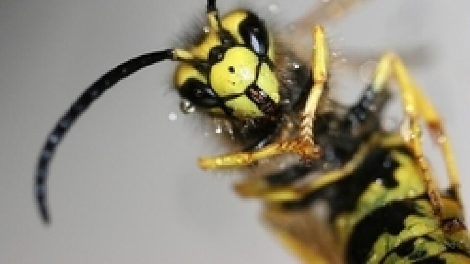 OSA: Jej jed je v Česku prudší, môže to byť vďaka postrekom.