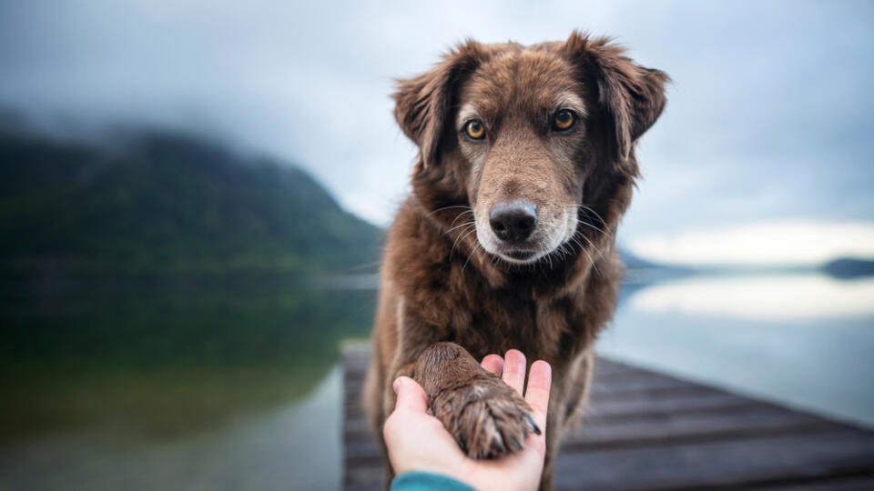 Dog,Gives,Human,Paw.,Friendship,Between,Man,And,Dog.