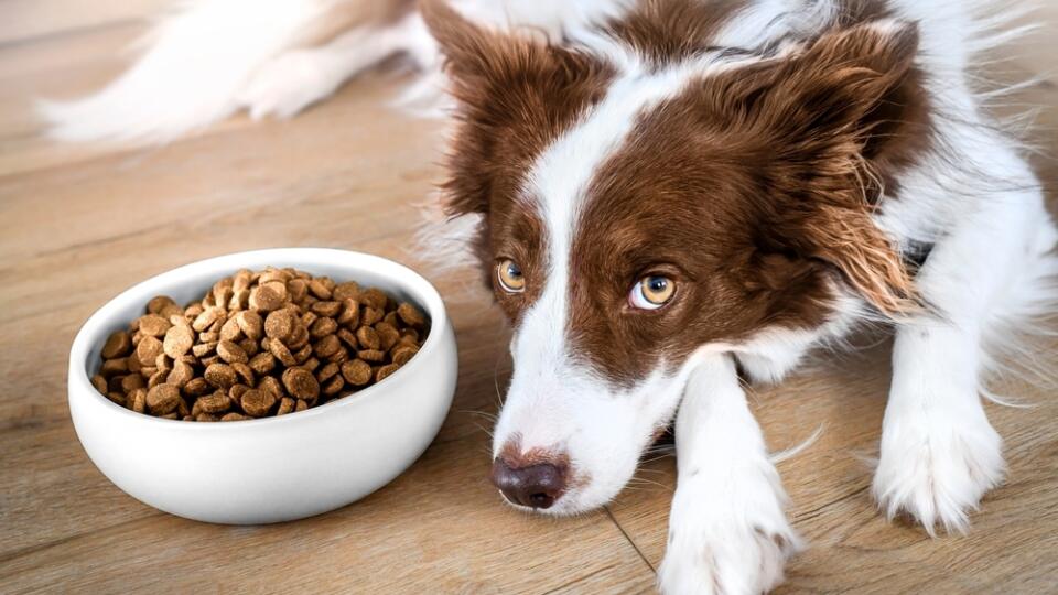 Border,Collie,Dog,Wait,For,Food,In,Bowl.,Pets,Food