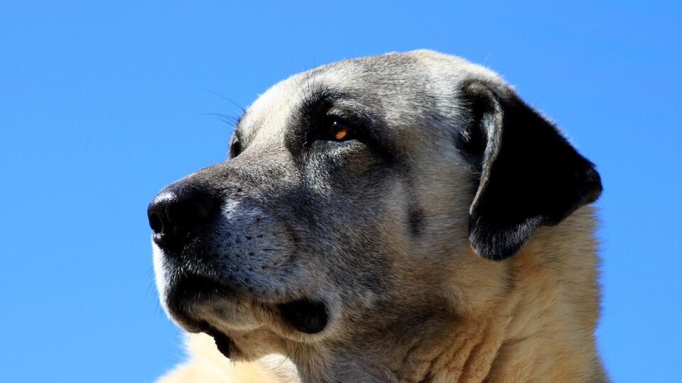 Kangal.