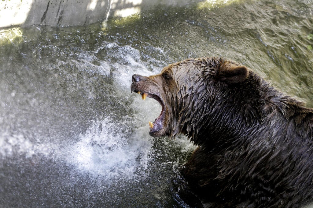 Na snímke medveď hnedý sa osviežuje pod prúdom studenej vody počas horúceho letného dňa v zoologickej záhrade v Bratislave 24. júna 2021. FOTO TASR - Dano Veselský