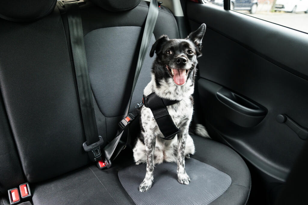 Dog,With,Sticking,Out,Tongue,Sitting,In,A,Car,Seat