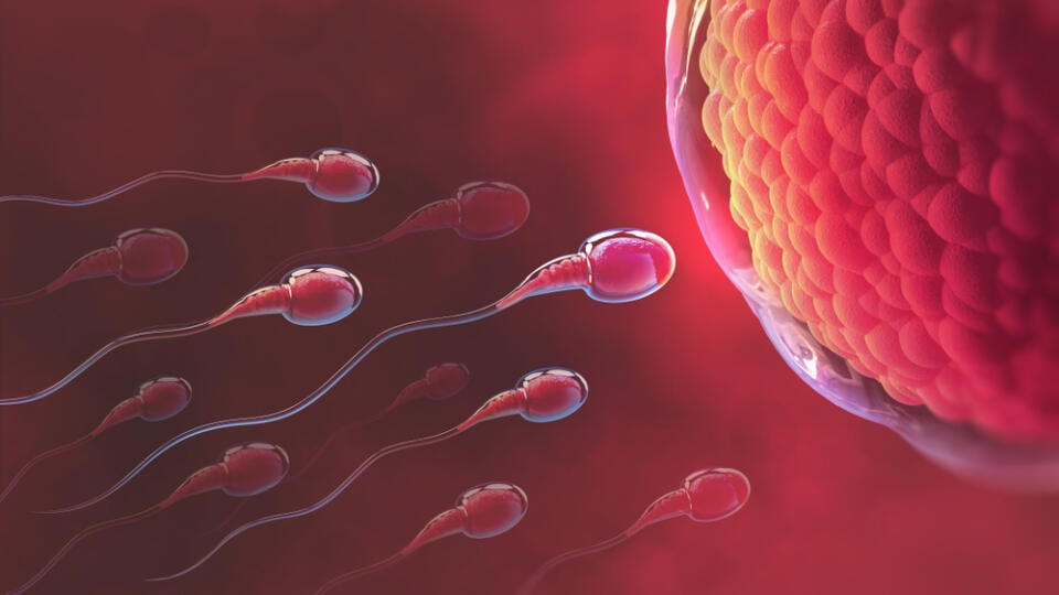 Sperm,And,Egg,Cell.,Natural,Fertilization.,3d,Illustration,On,Red