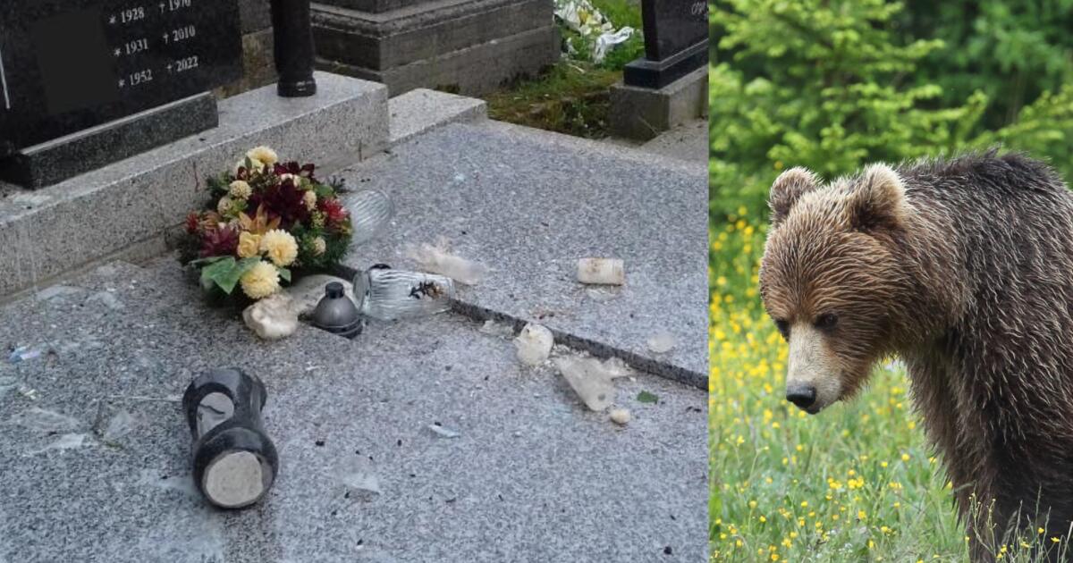 L’ours qui a DÉMOLI le cimetière de Ružomberok a été attrapé