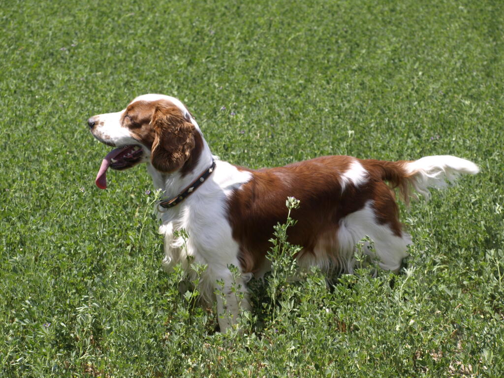 Welsh Springer Spaniel