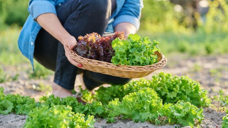 Close-up,Of,Hands,Harvesting,Lettuce,Leaves,On,Garden,Bed