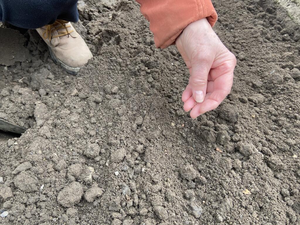 Semená reďkovky sú drobné, preto ich stačí siať plytko, do hĺbky asi 1 cm.
