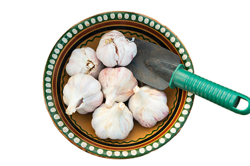 Cesnak