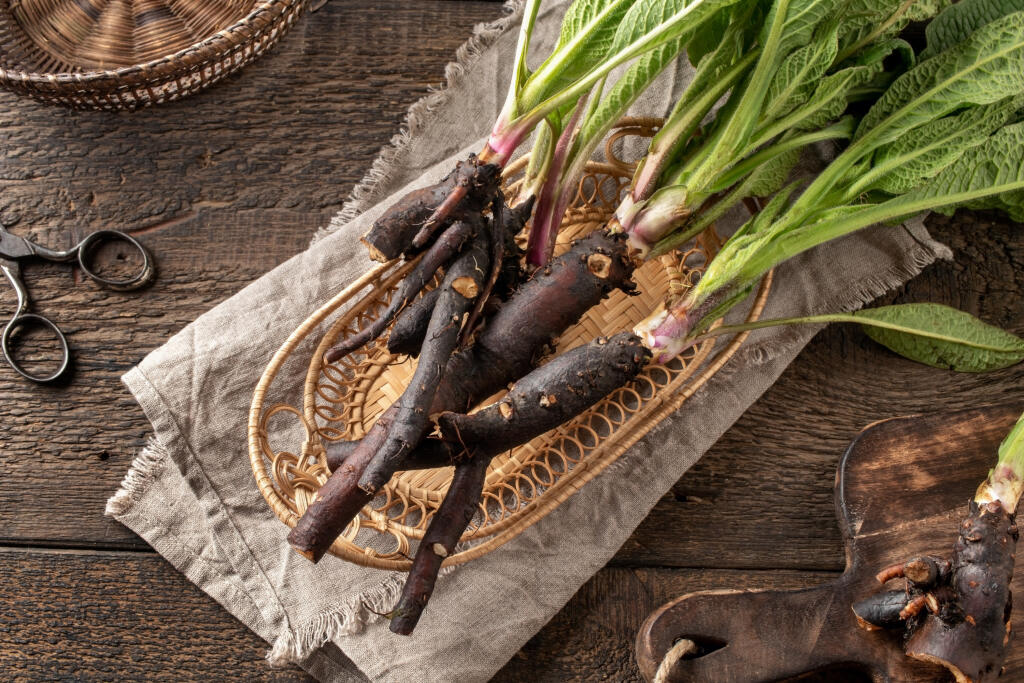 Hneď ako si všimnete, že listy kostihoja lekárskeho (Symphytum officinale) zožltli, je čas na zber koreňa.