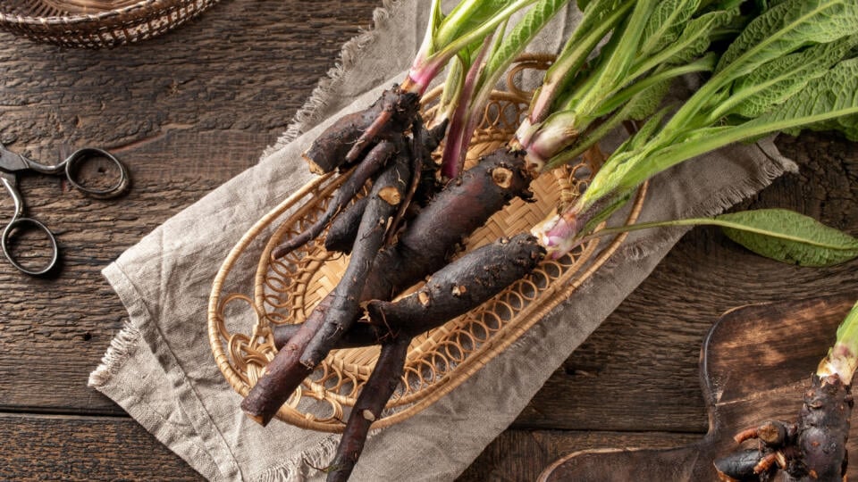 Hneď ako si všimnete, že listy kostihoja lekárskeho (Symphytum officinale) zožltli, je čas na zber koreňa.