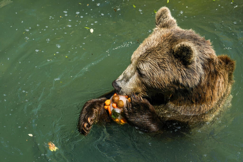 EBE 45 Rím - Na snímke medveď hnedý si pochutnáva na mrazenom ovocí počas horúceho dňa v zoologickej záhrade Bioparco di Roma v talianskej metropole 19. júla 2022. Ošetrovatelia zoologickej záhrady často dávajú zvieratám v horúcich letných dňoch ľadové bloky s ovocím alebo s mäsom. FOTO TASR/AP
An Eurasian brown bear eats a fruit icicle on a hot day at Bioparco di Roma, in Rome, Tuesday, July 19, 2022. Zookeepers at the Bioparco often give animals ice blocks with either fruit or meat inside on