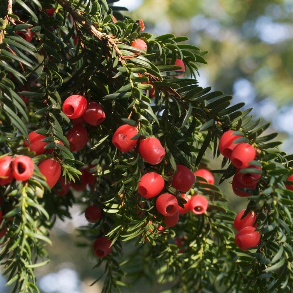 TAXUS BACCATA